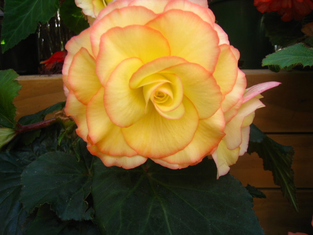 B. ‘Morning Star’